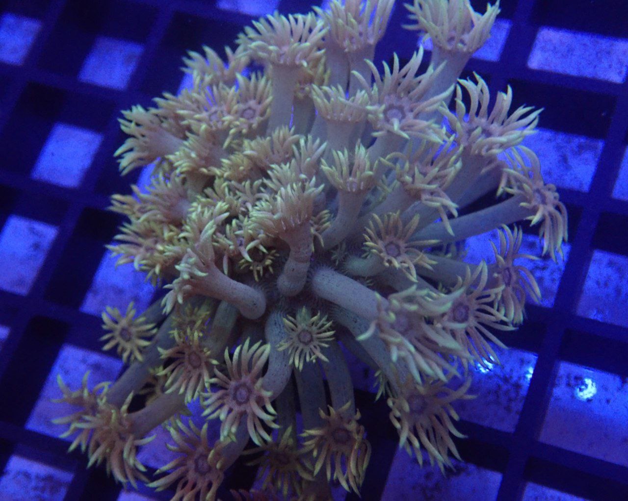 WTS Cheap Beginner Corals (515/frag) Sell off/Pasar Malam Shop