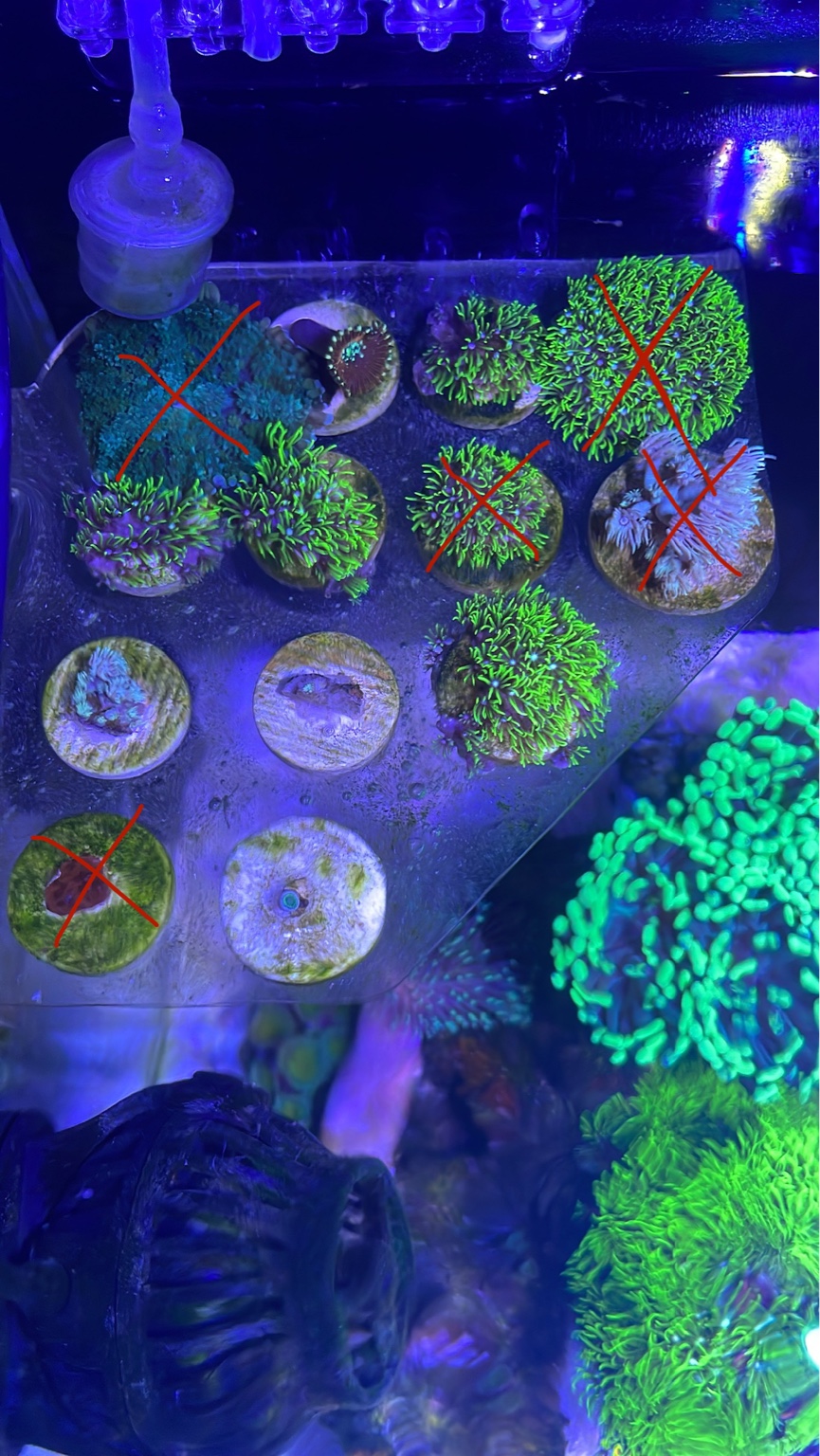 WTS Cheap Beginner Corals (515/frag) Sell off/Pasar Malam Shop