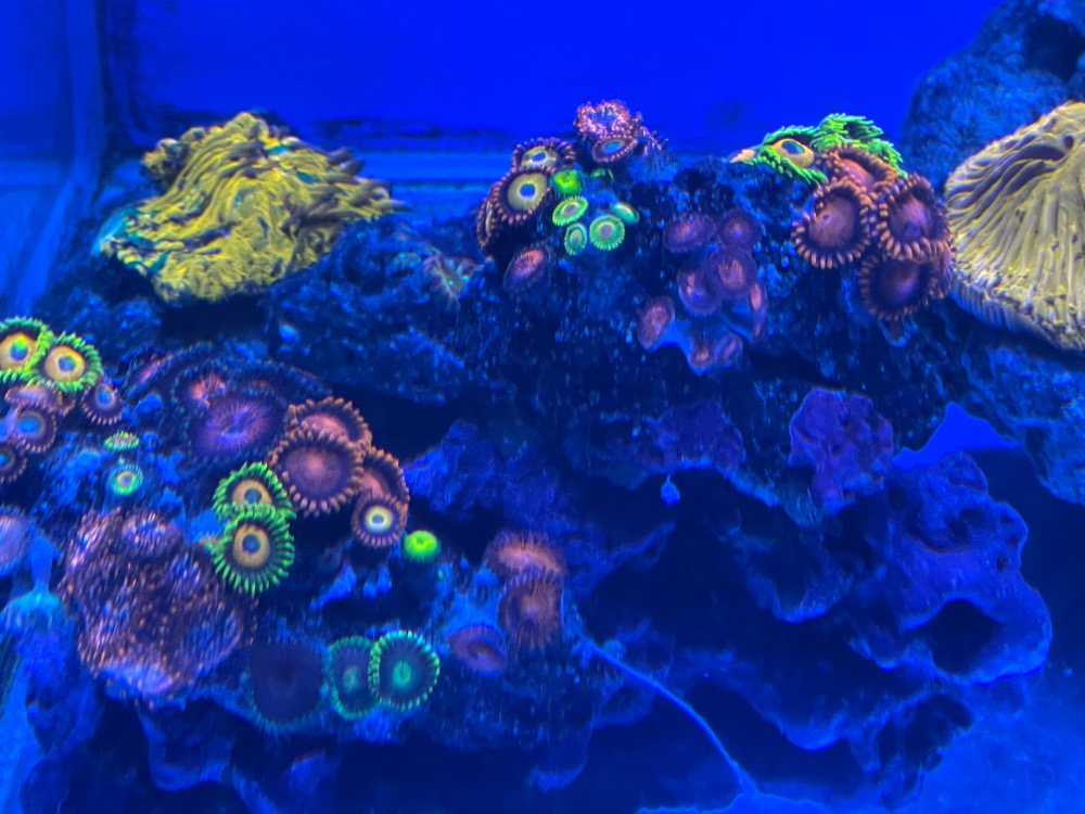Coral sales Sell off/Pasar Malam Shop Singapore Reef Club marine