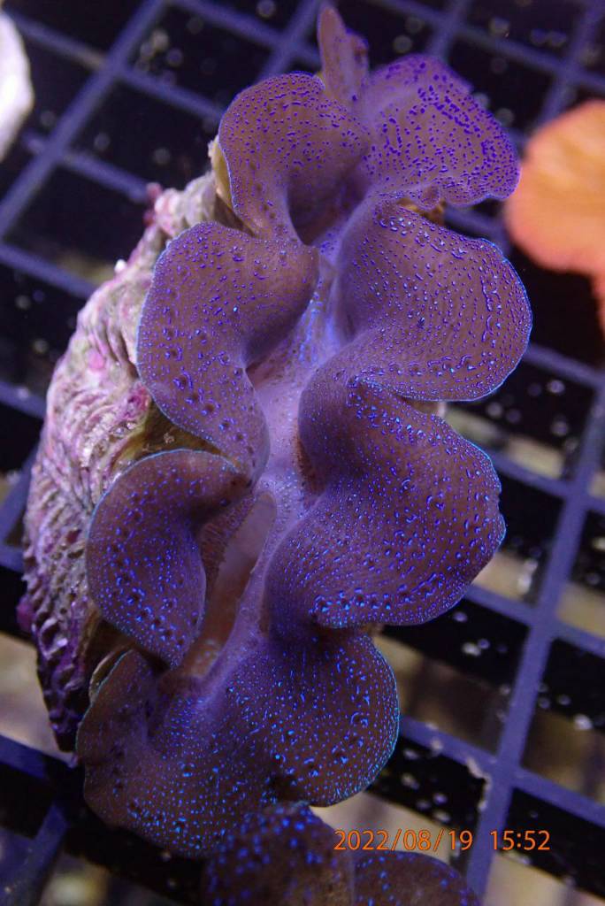 4.5cm and 5cm crocea clams Sell off/Pasar Malam Shop Singapore Reef Club marine reef fish