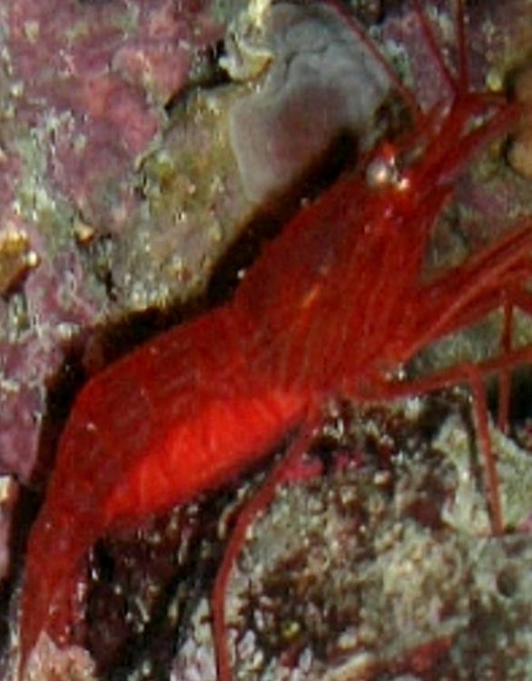 Wts Peppermint shrimp Sell off/Pasar Malam Shop Singapore Reef Club