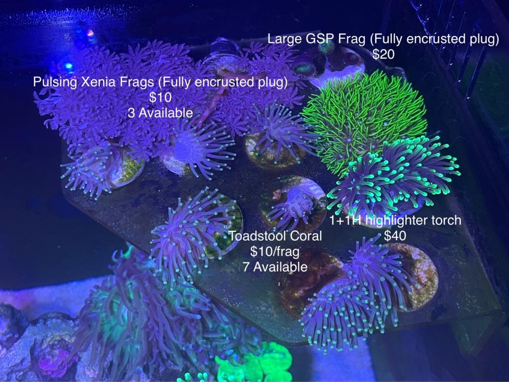 Selling Coral Frags Sell off/Pasar Malam Shop Singapore Reef Club