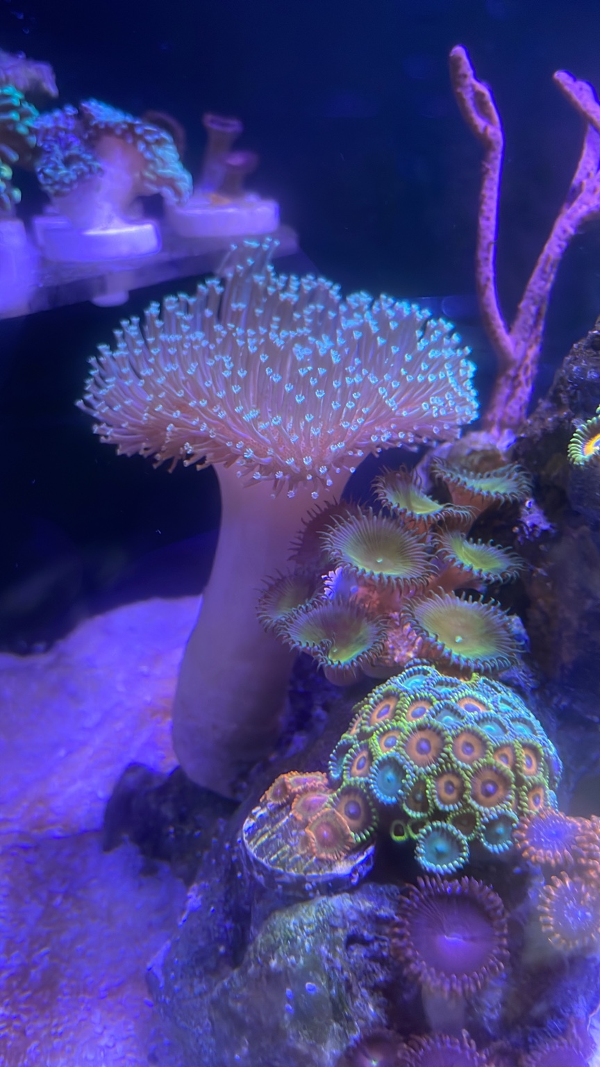 Selling Coral Frags Sell off/Pasar Malam Shop Singapore Reef Club