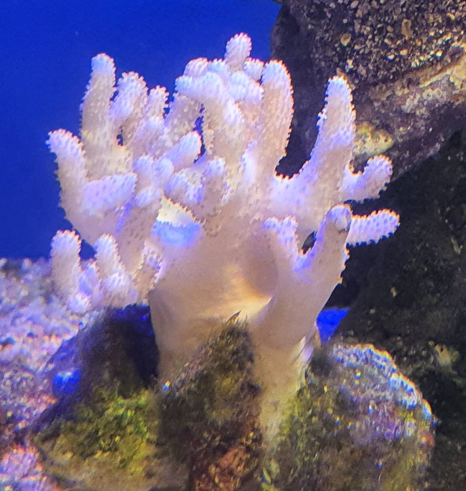 Quitting Sales Corals for Sales Sell off/Pasar Malam Shop