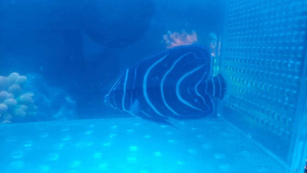 WTT/S Kovan fish Sell off/Pasar Malam Shop Singapore Reef Club