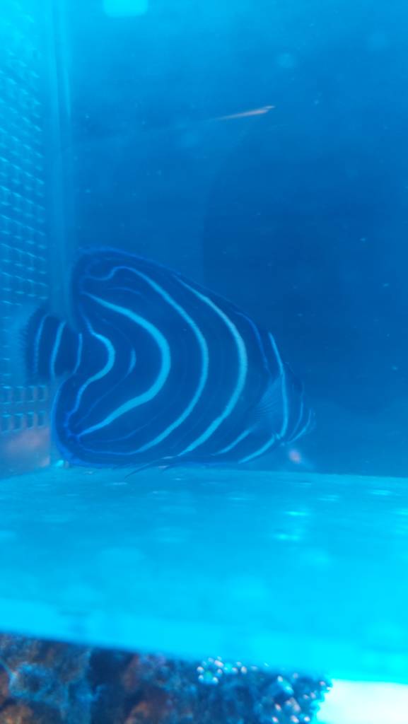 WTT/S Kovan fish Sell off/Pasar Malam Shop Singapore Reef Club