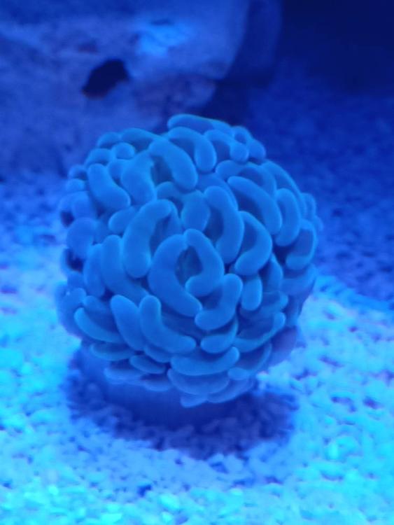 Selling coral Sell off/Pasar Malam Shop Singapore Reef Club