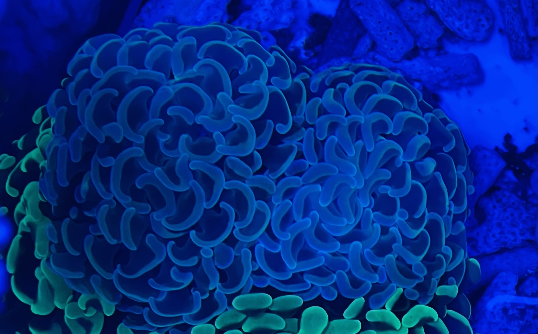 WTS Corals Sell off/Pasar Malam Shop Singapore Reef Club marine