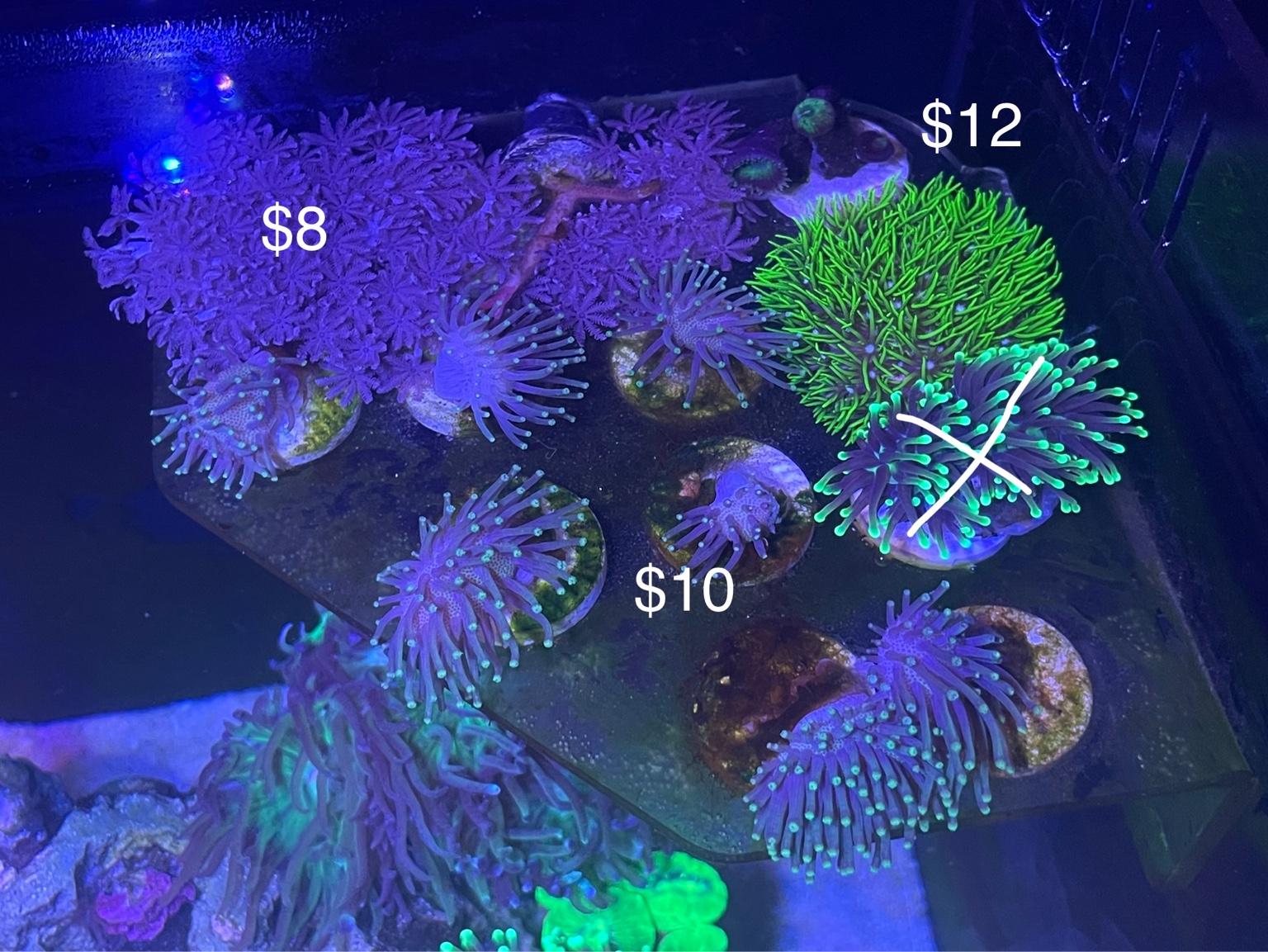 Selling Coral Frags Sell off/Pasar Malam Shop Singapore Reef Club