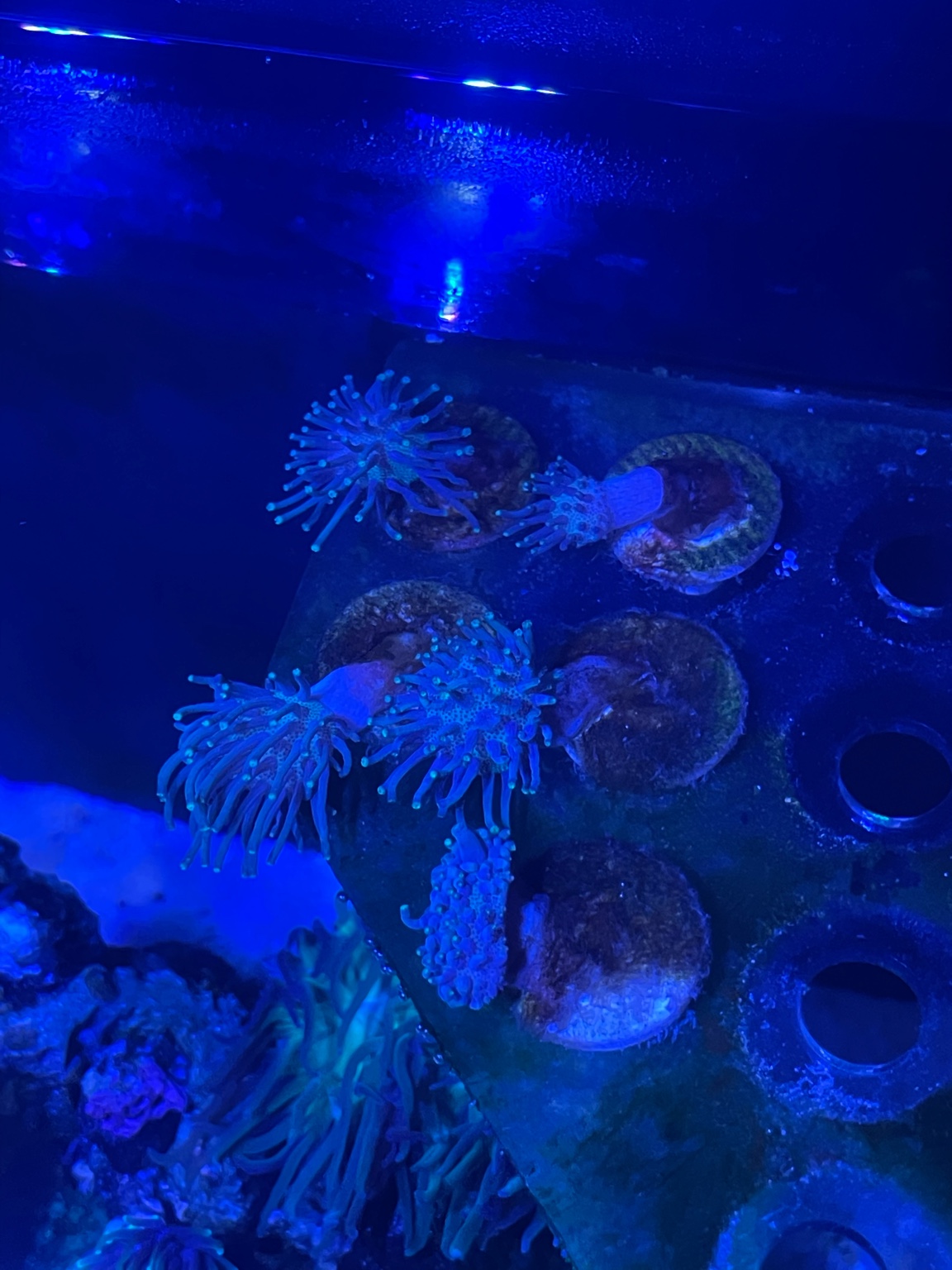 Selling Coral Frags Sell off/Pasar Malam Shop Singapore Reef Club
