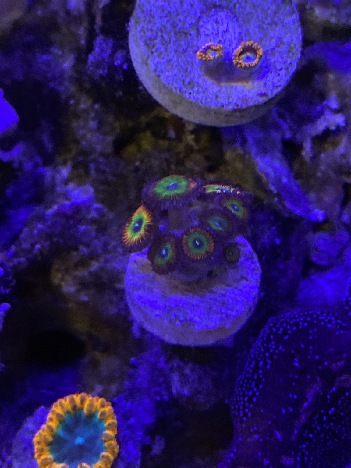 Zoas for sales Sell off/Pasar Malam Shop Singapore Reef Club