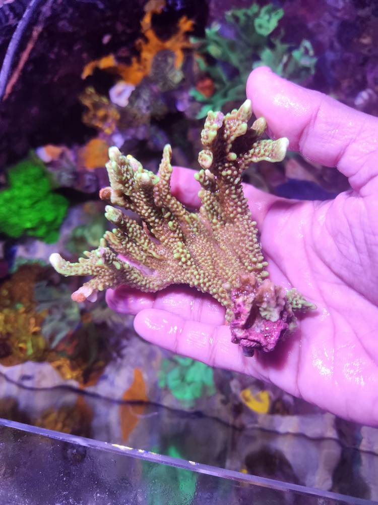 WTS Corals Sell off/Pasar Malam Shop Singapore Reef Club marine