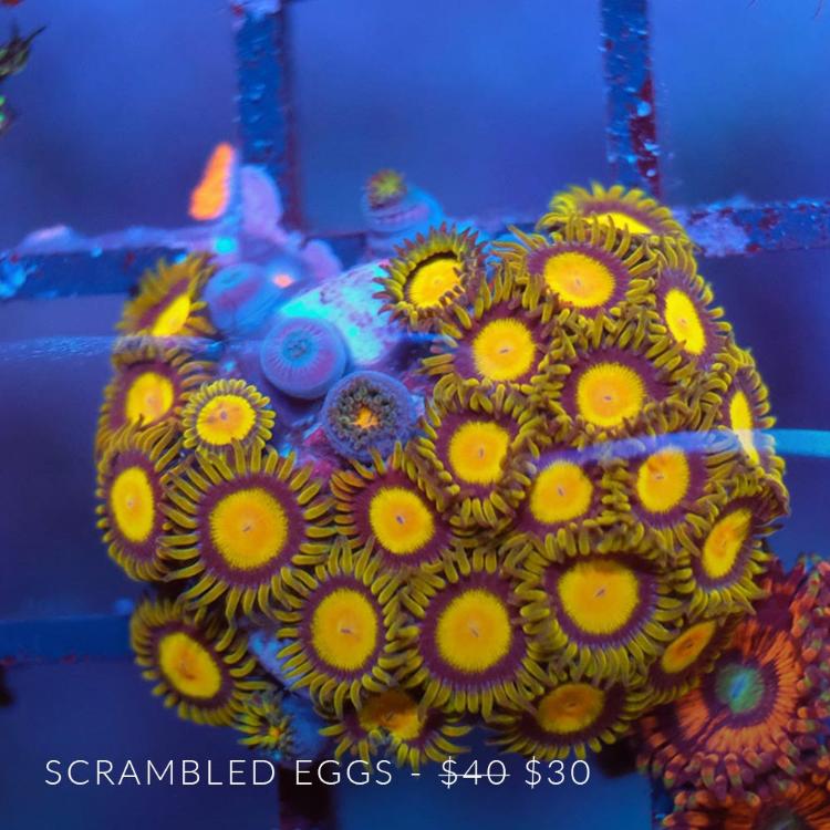 ScrambledEggs.jpg.6c0ca7bc938a66224c5e05c5ebe25e6b.jpg