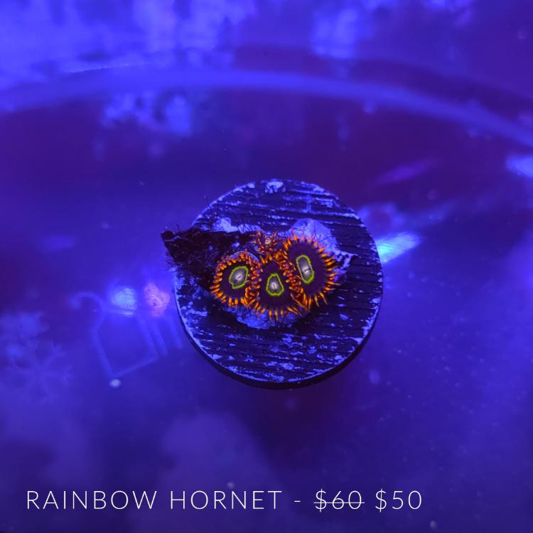 rainbowhornet.jpg.7085d3b43c6bf8bdadfc2ae5730a651b.jpg