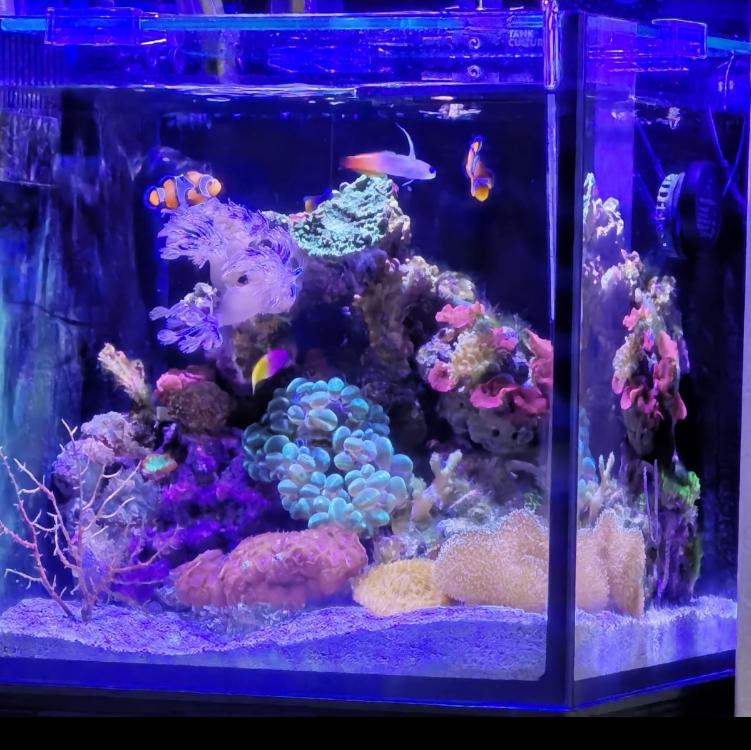 Marine Aquarium Set Up For Sale Sell off/Pasar Malam Shop Singapore