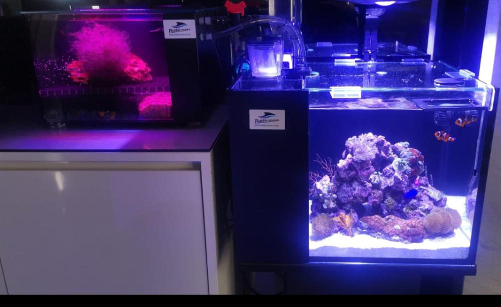 Marine Aquarium Set Up For Sale Sell off/Pasar Malam Shop Singapore