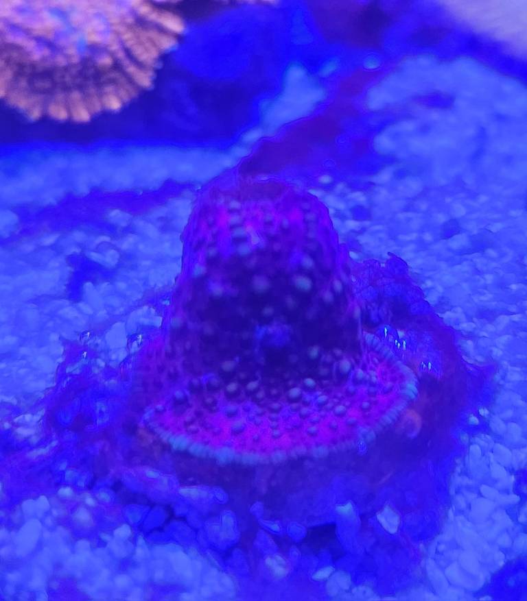 WTS Lava Lamp Mushroom Sell off/Pasar Malam Shop Singapore Reef