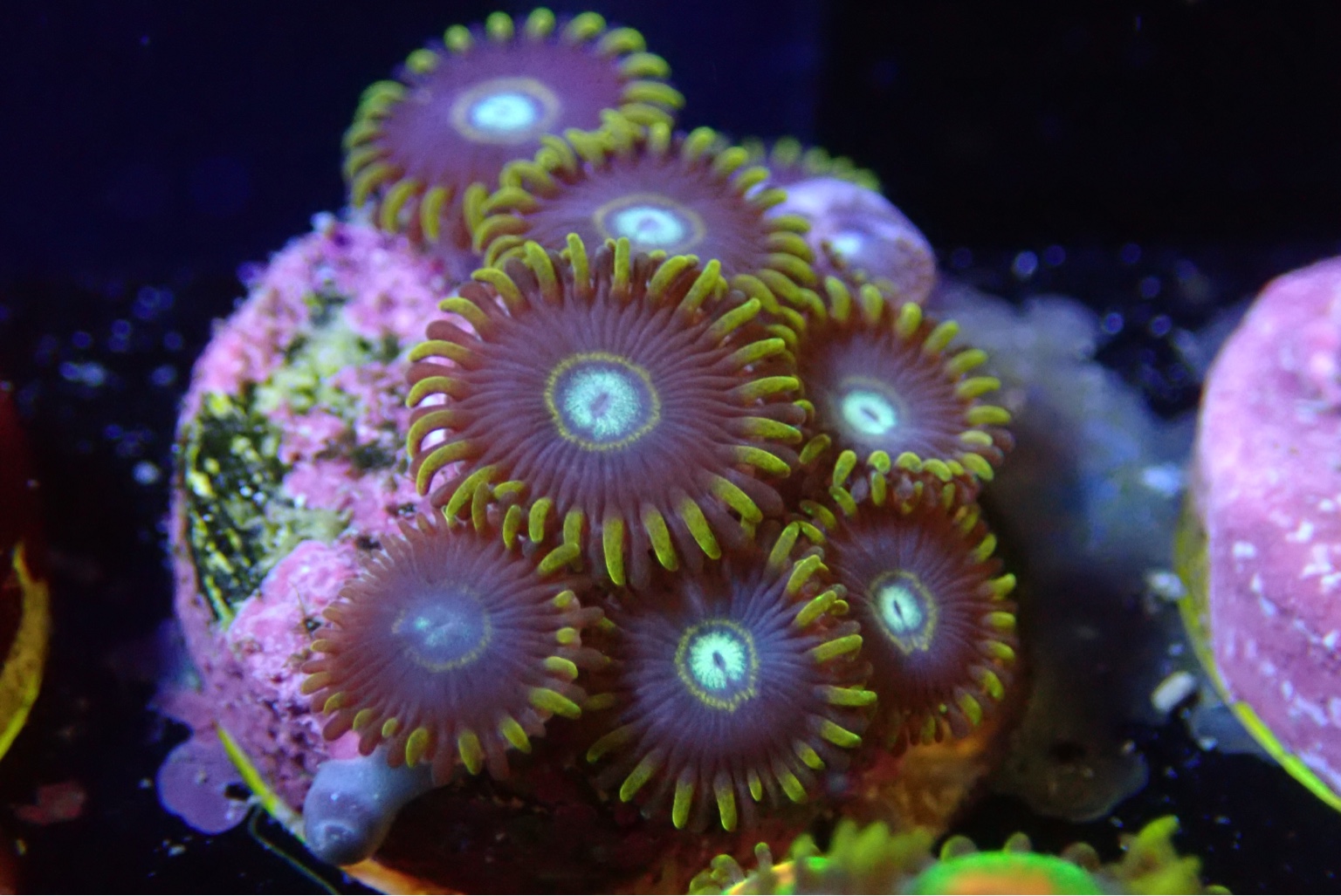 WTT/WTS Zoanthids Sell off/Pasar Malam Shop Singapore Reef Club