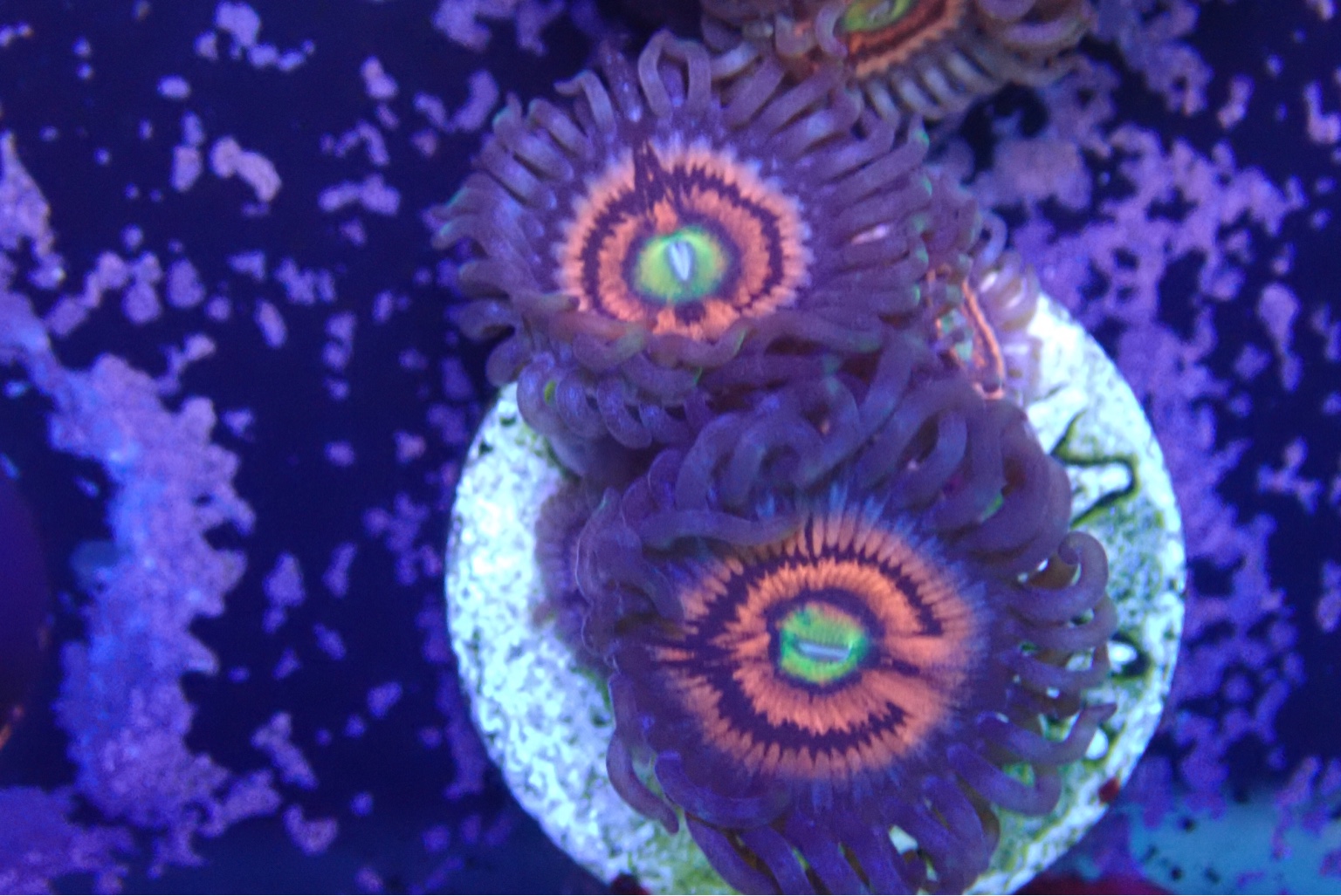WTT/WTS Zoanthids Sell off/Pasar Malam Shop Singapore Reef Club