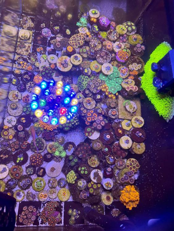 Zoanthid Blowout Sell off/Pasar Malam Shop Singapore Reef Club