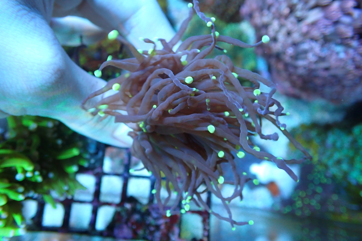 WTS corals (gold hammers, torch, zoas) Sell off/Pasar Malam Shop