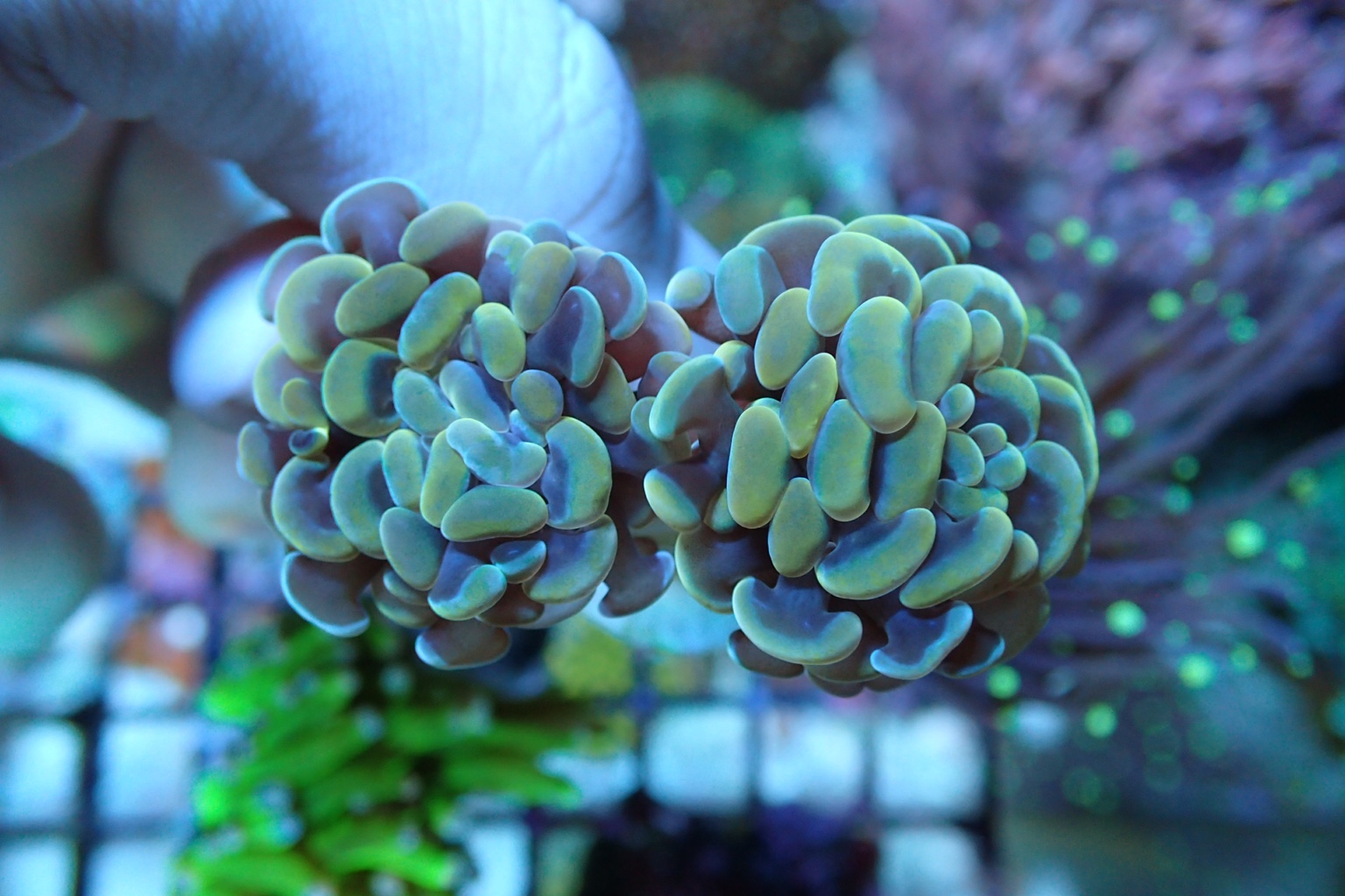 WTS corals (gold hammers, torch, zoas) Sell off/Pasar Malam Shop