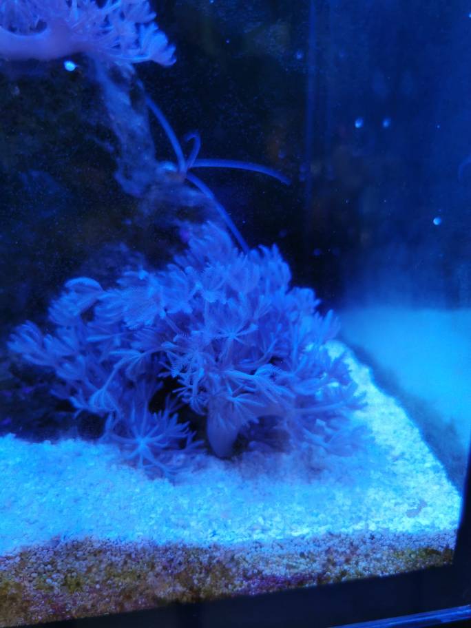 Pulsing Xenia for sale Sell off/Pasar Malam Shop Singapore Reef