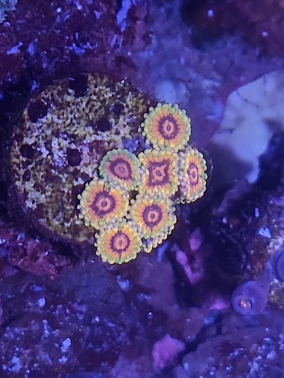 Final coral sales collection Lelong! (Some corals) PART