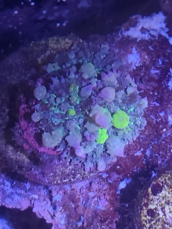 Final coral sales collection Lelong! (Some corals) PART