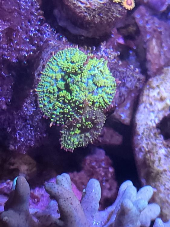 Final coral sales collection Lelong! (Some corals) PART