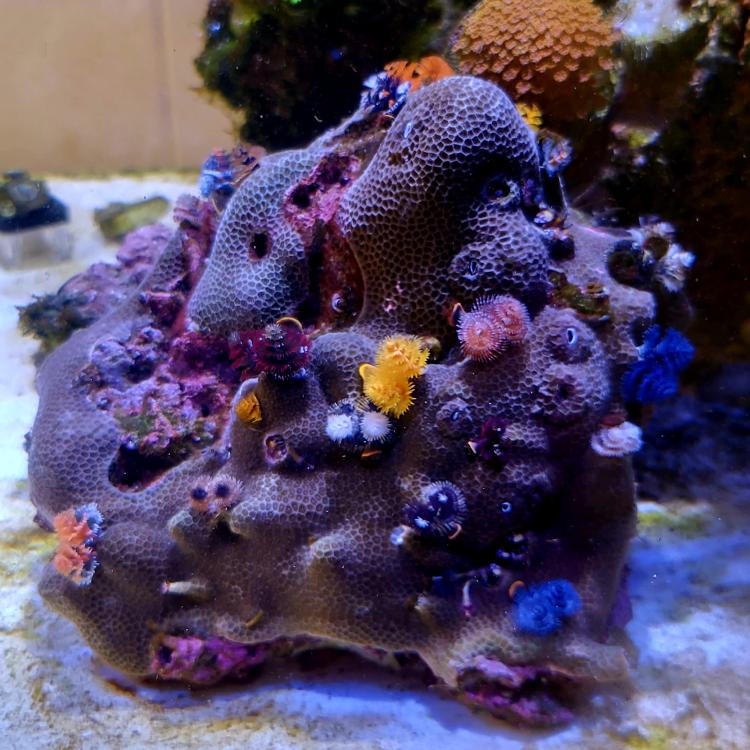 Final coral sales collection Lelong! (Some corals) PART