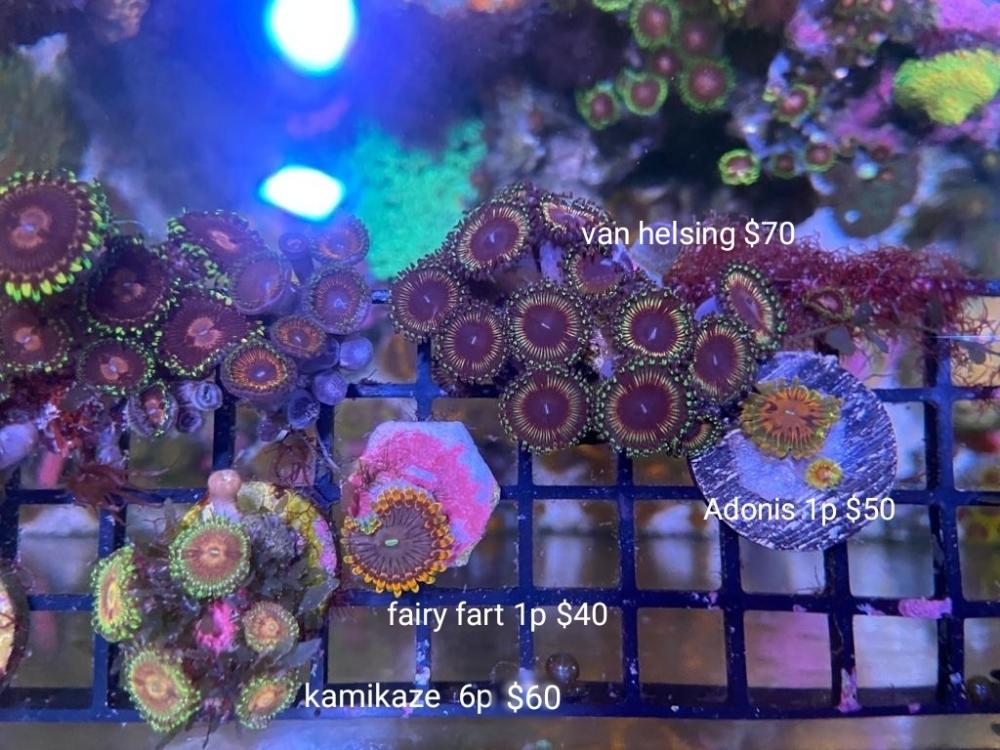 Zoas for sale (dayglo, Adonis, fairy fart. ) Sell off/Pasar Malam