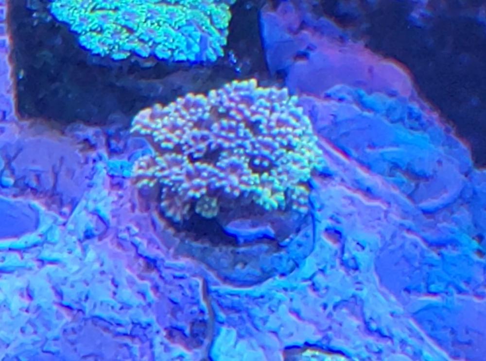 Final coral sales collection Lelong! (Some corals) PART