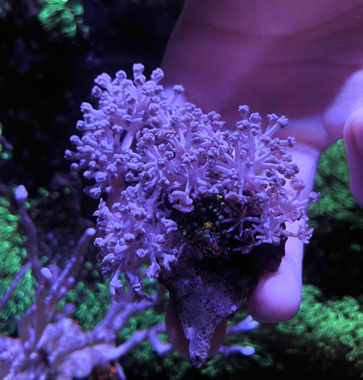 WTS Easy Corals Sell off/Pasar Malam Shop Singapore Reef Club