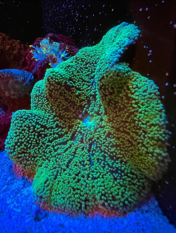 WTS Carpet anemones Sell off/Pasar Malam Shop Singapore Reef Club