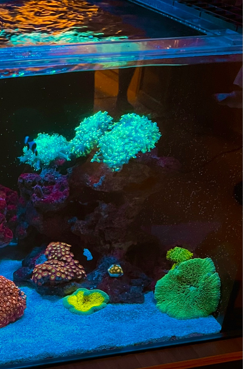 Wts Carpet Anemone Sell off/Pasar Malam Shop Singapore Reef Club