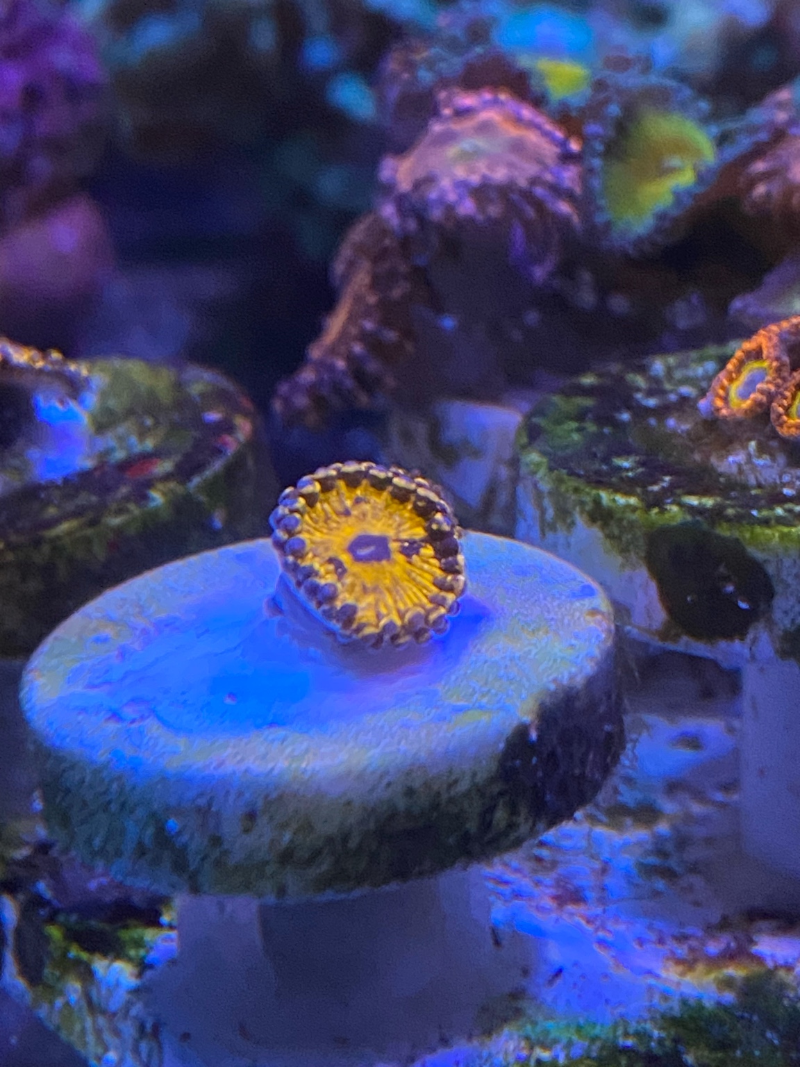 WTS corals Sell off/Pasar Malam Shop Singapore Reef Club marine