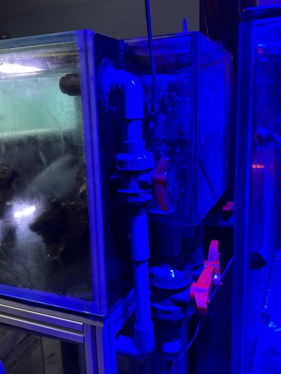 Marine Tank for Sale Sell off/Pasar Malam Shop Singapore Reef Club