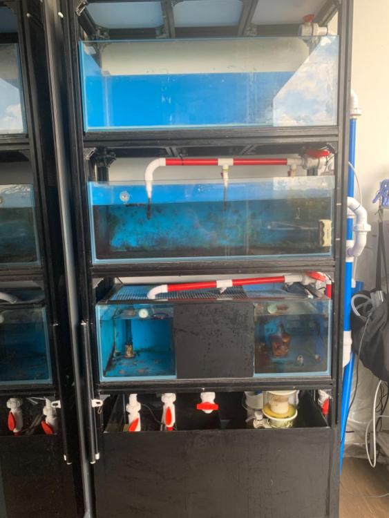 4 tier Aluminium frame breeding tanks for sale(well used) Sell off