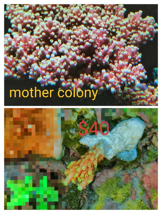 Corals frag for sales Sell off/Pasar Malam Shop Singapore Reef Club