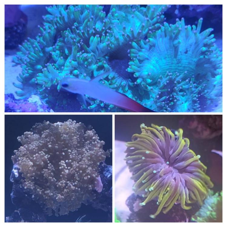 Selling coral Sell off/Pasar Malam Shop Singapore Reef Club