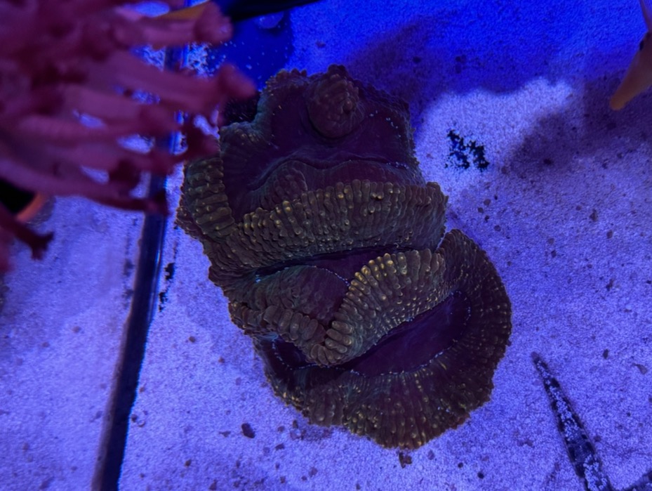 Orange rim lobo and candy cane Sell off/Pasar Malam Shop Singapore