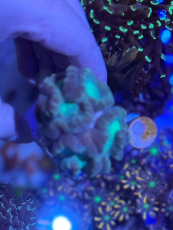 Orange rim lobo and candy cane Sell off/Pasar Malam Shop Singapore