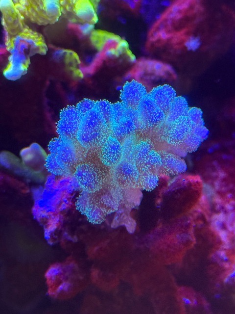 IMG_5753.jpeg.5d43997f2b41bf9f0d03fbd3a9e099fb.jpeg
