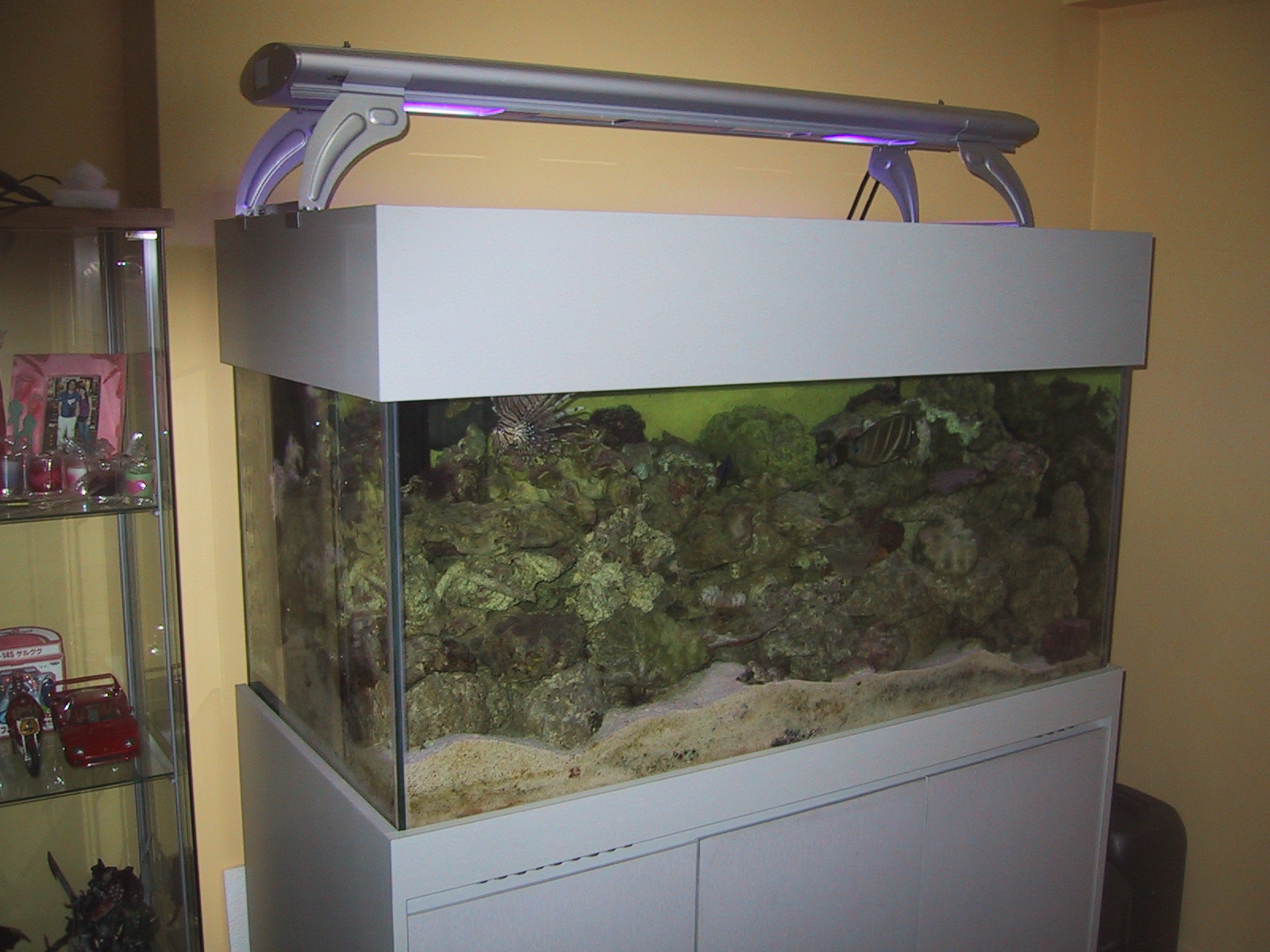 4x2x2 marine tank for sale Sell off/Pasar Malam Shop Singapore Reef