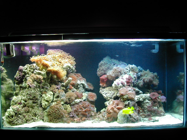 my new rockscape - Members Tank & Specs - Singapore Reef Club - marine ...