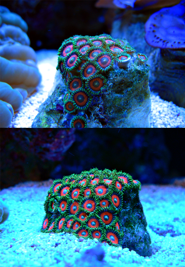 Post your zoanthids growth pics here!!! Soft Coral Forum Singapore