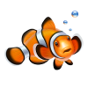 clownfish_forever