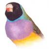 Gouldian