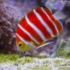 Powder blue Tang